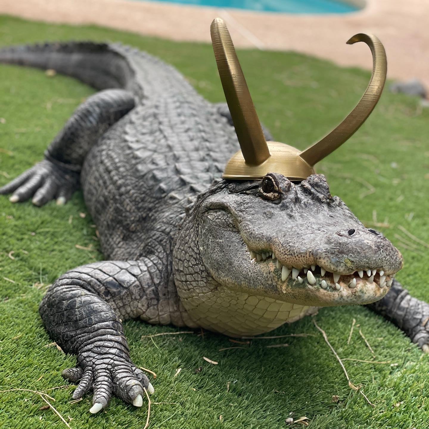 pre order alligator loki